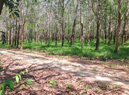 Land Sale 49-1-94.5 Rai