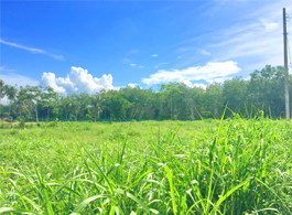 Land Sale 11-1-50.5 Rai