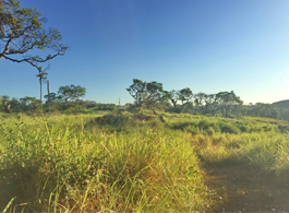 Land Sale 65-1-57.5  Rai
