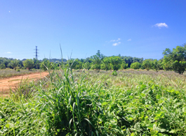 Land Sale 364-3-17.6 Rai