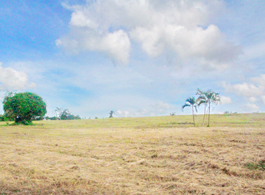 Land Sale 82-1-28.4 Rai