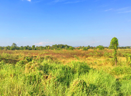 Land Sale 98-0-45.9 Rai