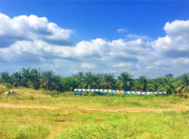 Land Sale 63-2-74.3 Rai
