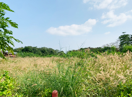 Land Sale 1-3-53.2 Rai