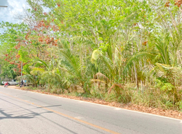 Land Sale 79-0-31 Rai