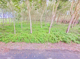 Land Sale 16-3-81.6 Rai